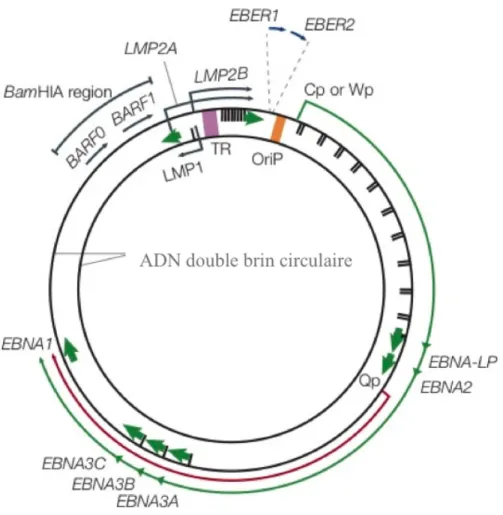Figure 1.4 : Localisation des gènes latents du VEB sur l’ADN viral double brin circulaire (ou  épisome) (adapté de Young et Rickinson