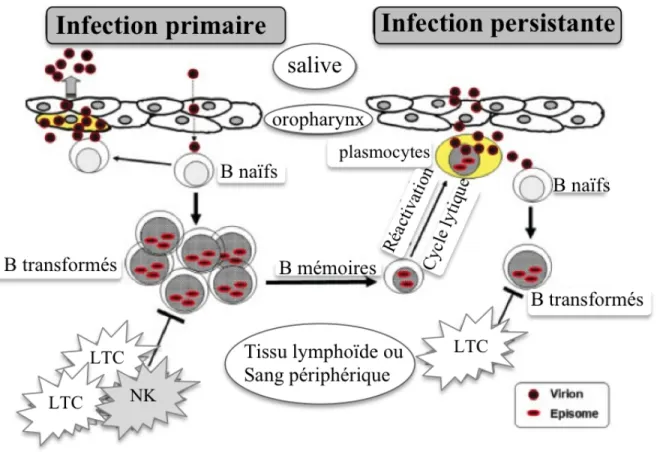 Figure 1.6 : Représentation des phases latente et lytique lors de l’infection in vivo par le VEB  (adapté de Kimura et al