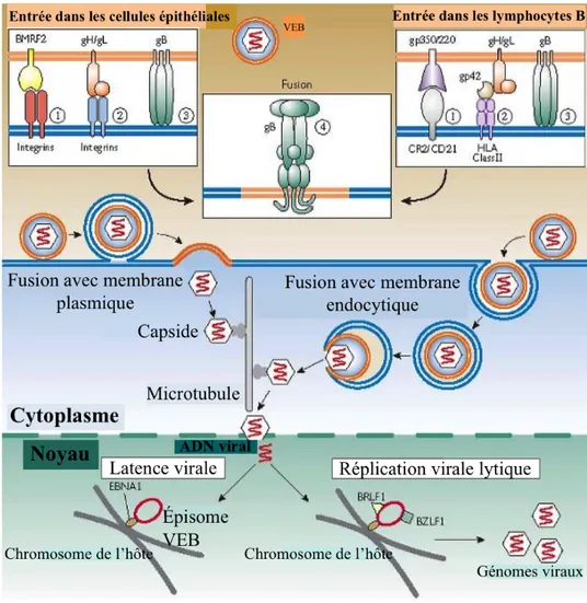 Figure  1.7 :  Infection  des  lymphocytes  B  et  des  cellules  épithéliales  par  le  VEB  (adapté  de  Longnecker et al