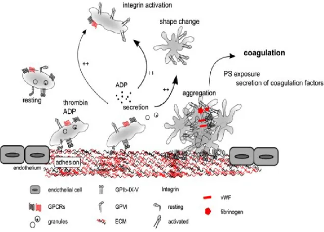 Figure 1.6: Cascade d'activation des plaquettes conduisant à la formation d'un clou hémostatique