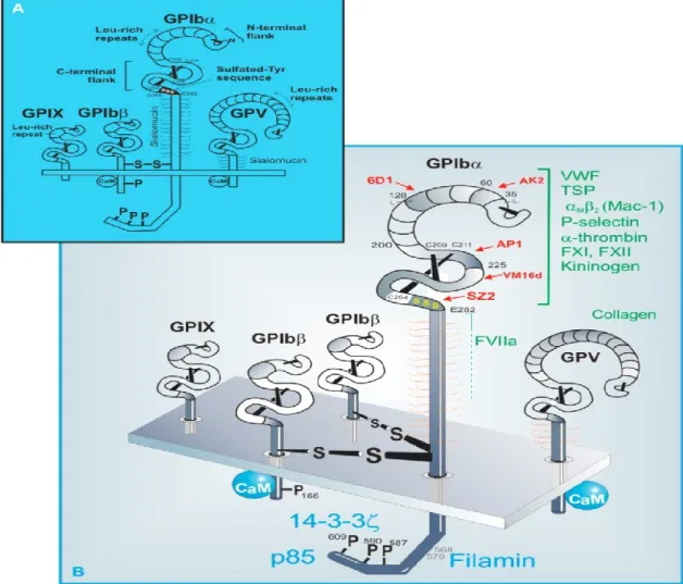 Figure  2.1:  Structure  détaillée  du  complexe  GPIb-IX-V.  (Michelson  A.D.  (2013)