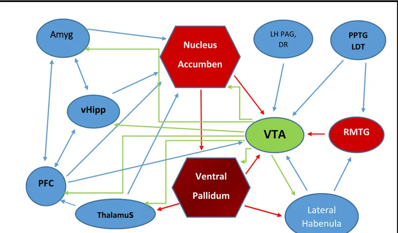 Figure 2: Schematic of the principal brain regions that innervate the VTA. Green: 
