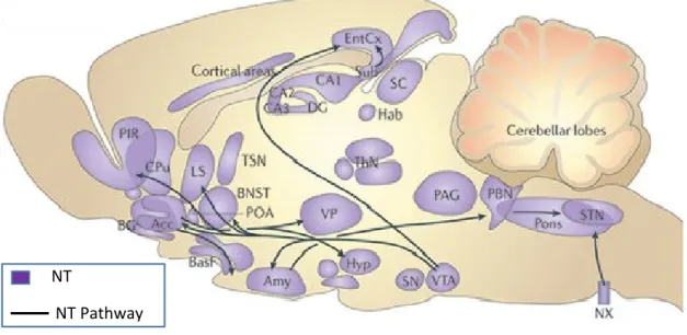 Figure 3: NT distribution and NTergic projections of the rat brain. Acc, accumbens nucleus;  Amy, amygdala; BasF, basal forebrain; BG, basal ganglia; BNST, bed nucleus of the stria  terminalis; CA1, hippocampal field CA1; CPu, caudate putamen; DG, dentate 
