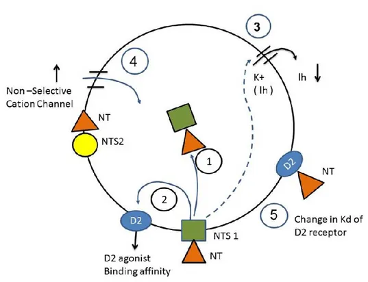 Figure 4   is a schematic that shows the effects of NT on DA cells as described in the section  above