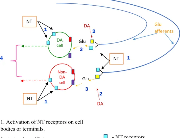 Figure 6- schematic of the proposed model. 