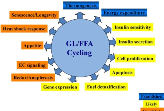 Figure  2 signals t likely em adapted  Among  fuel ove express GL/FFA “glucod reincorp kinase