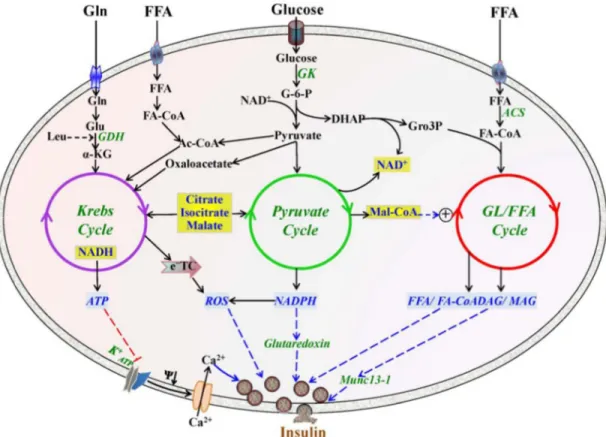 Figure  insulin s 1.3.3.1 A Cataple interme process (Schuit  provide 7 Intergrate secretion