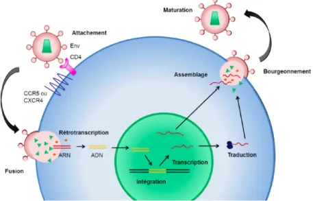 Figure 3. Cycle de réplication du VIH-1. Adapté de Engelman A. et al. (45) et reproduit avec la  permission de  Nature Publishing Group :  Nature Reviews Microbiology , copyright 2012