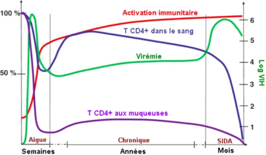 Figure 4. Phases cliniques de l’infection à VIH-1. Adapté de Grossman et al. (46) et reproduit  avec la permission de  Nature Publishing Group : Nature Medicine, copyright 2006