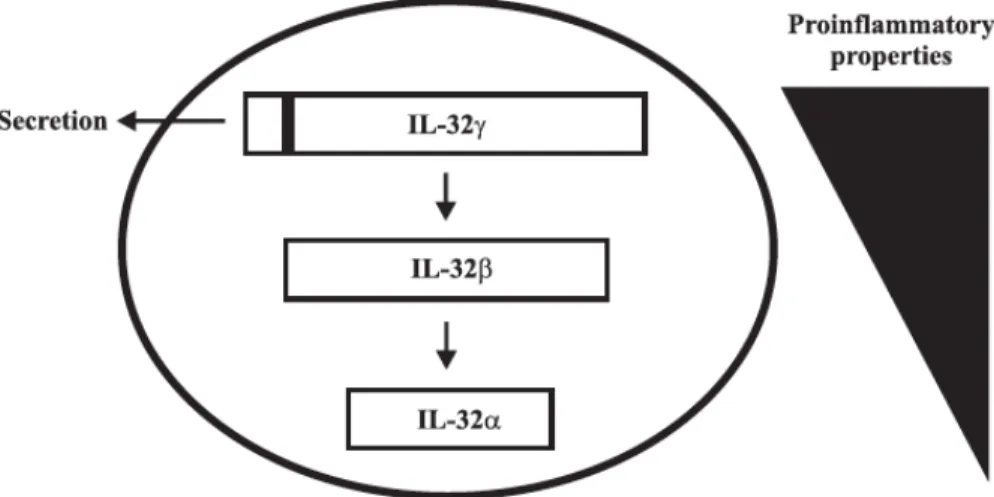 Figure  6.  Épissage  de  IL-32γ  générant  des  isoformes  (IL-32α,  IL-32β)  à  propriétés  pro- pro-inflammatoires amoindries