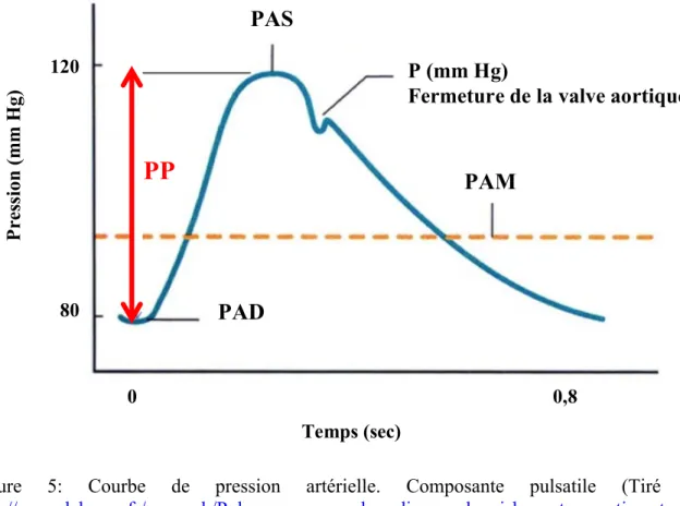 Figure  5:  Courbe  de  pression  artérielle.  Composante  pulsatile  (Tiré  de : 