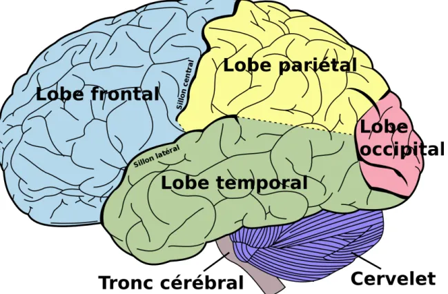 Figure 2: Distribution des lobes du cortex cérébral dans l’encéphale 