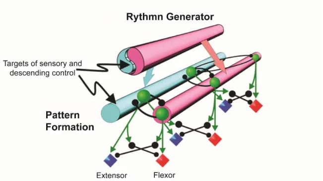 Figure 1. Schematic representation of the two-level hierarchical architecture of the CPG