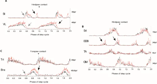 Fig. 7 Examples of rectified and averaged activity in implanted muscles electromyogram 