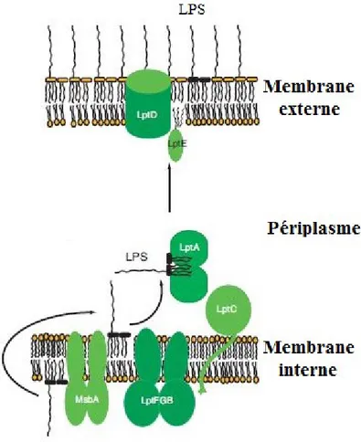 Figure 4 : La machinerie Lpt (Tokuda, 2009).