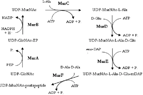 Figure 5: Étape cytoplasmique de la biosynthèse du PG (Paquet-Bouchard, 2006).   1.1.4.2.2 Étape membranaire : synthèse des intermédiaires lipidiques 