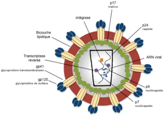 Figure 1. Structure et protéines du VIH-1. Schéma adapté de Harriet L. Robinson, utilisation  autorisée par Dr