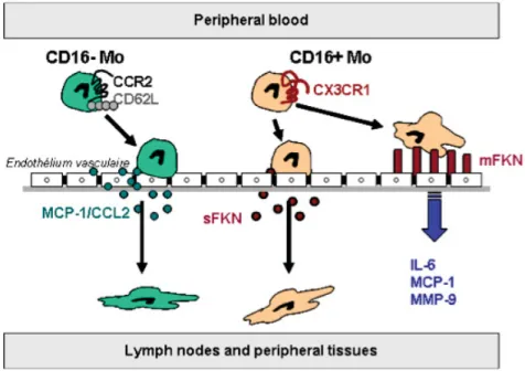 Figure 5. Mécanismes de recrutement des monocytes dans les tissus inflammés. Utilisation  autorisée par Dr