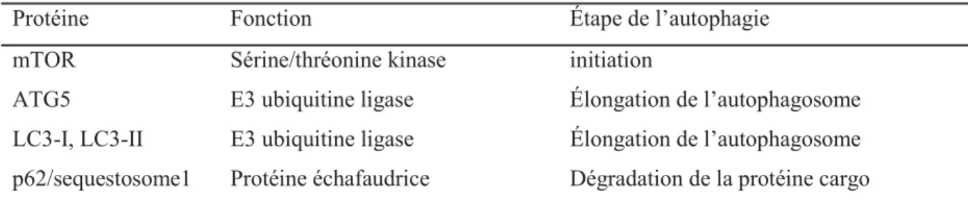 Tableau 1. Protéines impliquées dans la voie de l’autophagie
