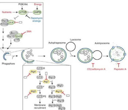 Figure 7. Mécanisme moléculaire de la voie de l’autophagie [219]. Reproduction autorisée par  Dr