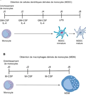 Figure 8. Différenciation des monocytes en MDDC ou MDM. (A) Les MDDC ont été  générées par la mise en culture de monocytes dans du milieu RPMI contentant 2% de FBS et  en présence de GM-CSF (20 ng/mL) et d’IL-4 (20 ng/mL) durant 6 jours