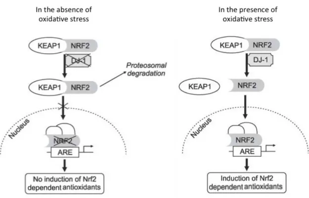 Figure  1 :  Régulation  de  Nrf2  par  Keap-1  et  DJ-1.  En  absence  de  stress  oxydant,  Keap-1 