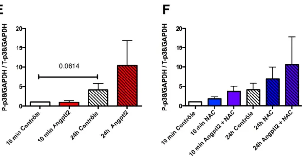 Figure  8.  Effets  de  l’angptl2  et  NAC  sur  les  niveaux  cytosoliques  de  P-p38MAPK  /              