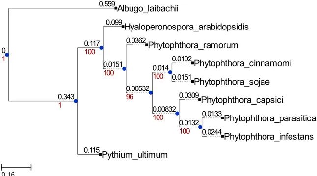 Figure 2.3 – Arbres phylogénétiques obtenus pour la première et la seconde exécution de RAxML