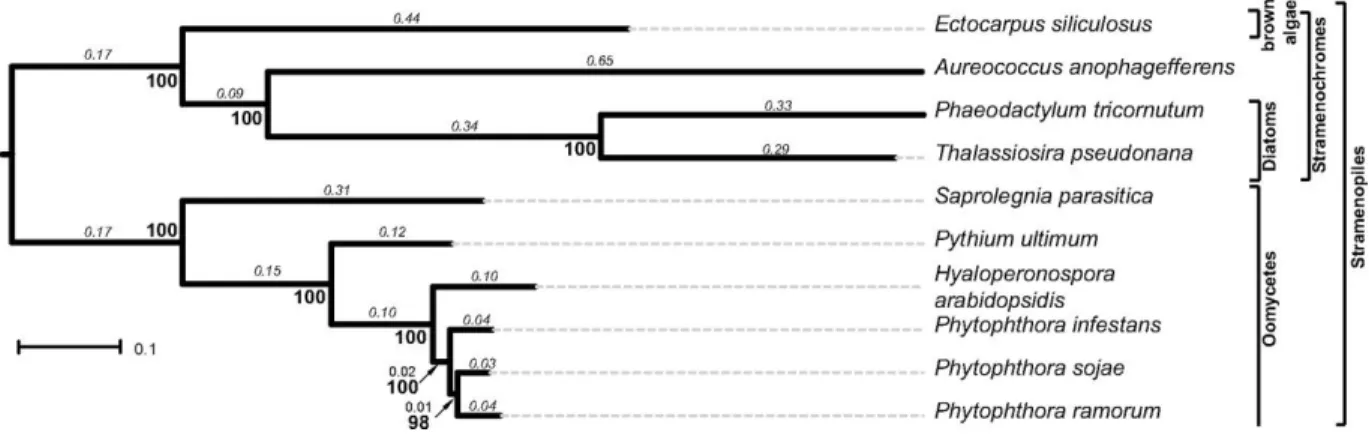 Figure 2.4 – Arbre phylogénétiue d’oomycètes publié en 2012 dans la littérature [45].