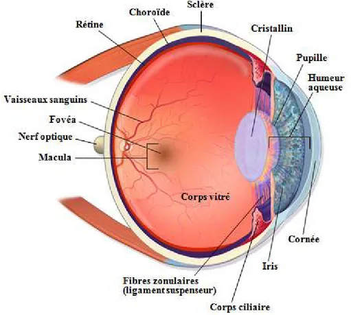 Figure 1 : Anatomie de l’œil  