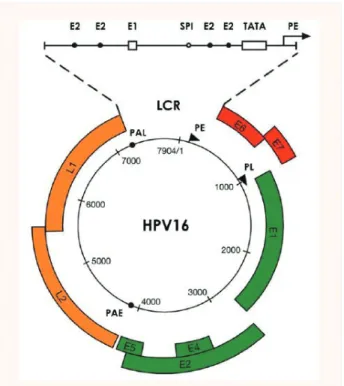Figure 4. Organisation génomique du VPH16 