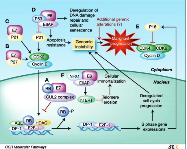 Figure 5. Activité cellulaire des oncoprotéines virales E6 et E7 