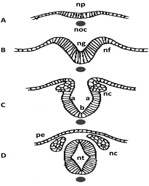 Fig. 2. Transverse sections for neural tube formation. Neural plate is induced by  notochord under it (A)