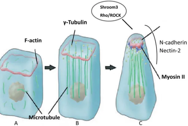 Fig. 3. Schematic diagram of cytoskeleton rearrangements in neural tube formation. In  cuboidal neuroepithelial cells prior to neurulation (A), F-actin exists in a thin circular  band (red) at apical junction, while microtubules (green) are diffusively dis