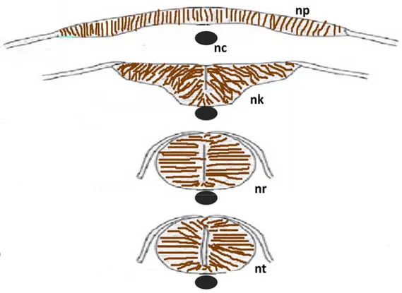 Fig. 5. Schematic diagram of neurulation in zebrafish.  The neural plate folds inward at  the midline (A,B) and form the neural keel,  the keel progressively rounds up, forming  the neural rod (C) without a lumen inside while the cells from lateral fuse to