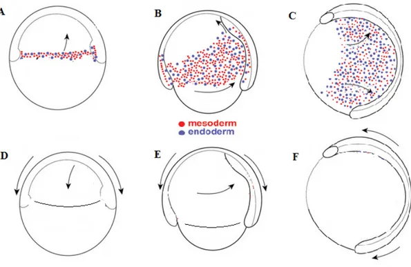 Fig. 9. Diagram for CE in zebrafish during gastrulation. At early gastrulation,  mesendodermal cells form after involution from blastoderm margin cells and migrate  mainly to the animal pole (A)