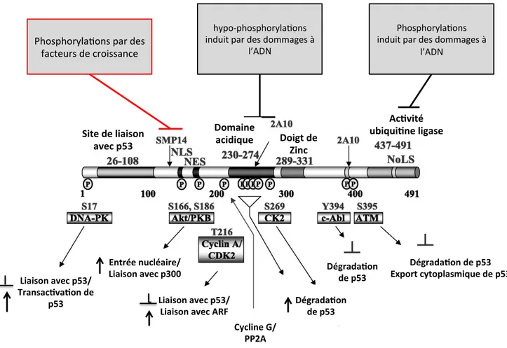 Figure	
  4	
  Structure	
  et	
  régulation	
  post-­‐traductionelle	
  de	
  MDM2	
  