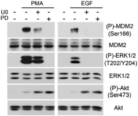Figure	
  7	
  La	
  phosphorylation	
  de	
  MDM2	
  en	
  Ser166	
  est	
  dépendante	
  de	
  MEK1/2 	
  