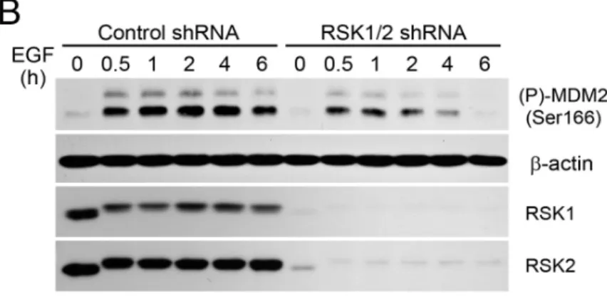 Figure	
  8	
  La	
  phosphorylation	
  de	
  MDM2	
  est	
  corrélée	
  avec	
  le	
  niveau	
  d'activité	
  de	
  RSK	
  