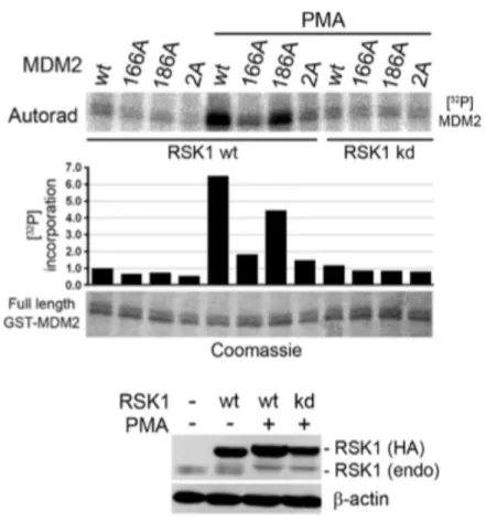 Figure	
  10	
  MDM2	
  est	
  un	
  substrat	
  direct	
  de	
  RSK	
  