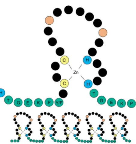 Figure 1-3. Structure secondaire d’un doigt de zinc de type C2H2.  Chaque bille représente un  acide  aminé