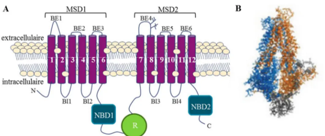 FIGURE 2. Modélisation du canal CFTR. A) 12 passages transmembranaires  reliés par des  boucles extracellulaires (BE) et intracellulaires (BI) réparties en deux domaines membranaires  (MSD)