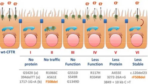 FIGURE 4. Classes de mutations du CFTR. Tirée de  Bell et al, 2014. 