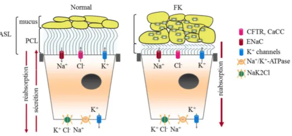 FIGURE 6. Schématisation des canaux ioniques impliqués dans le maintien du liquide de  surface des voies aériennes (ASL)