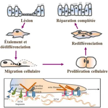 FIGURE 9. Mécanismes impliqués dans la réparation épithéliale. Adaptée de Girault et al, 