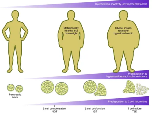 Figure 2 . La dysfonction de la cellule β-pancréatique et l’histoire naturelle du diabète de  type 2