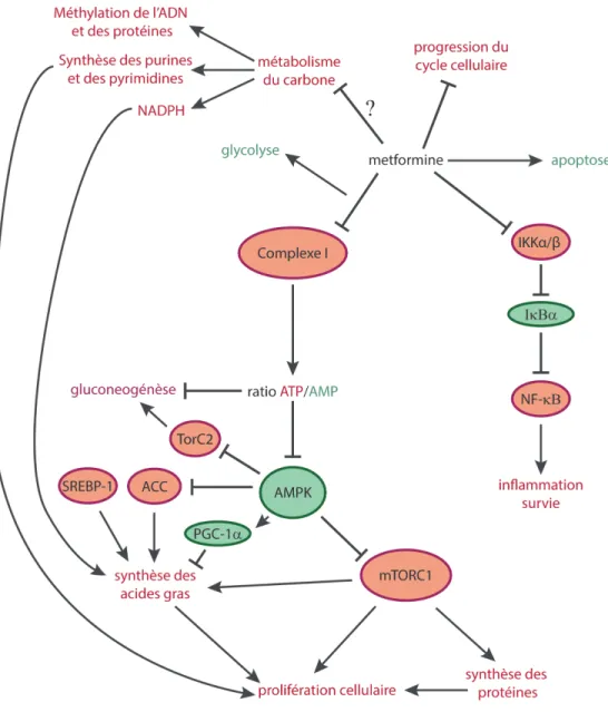 Figure 2. Cibles possibles de la metformine. 