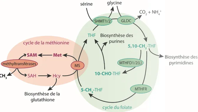 Figure 3. Métabolisme du carbone. 