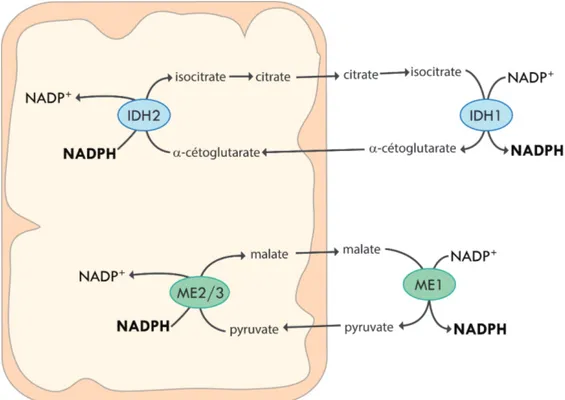 Figure 5. Navettes de NADPH.  