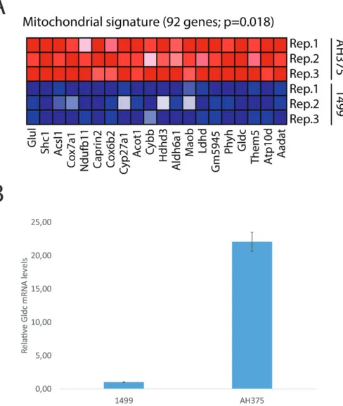 Figure 1. Glycine decarboxylase is overexpressed in PDAC cells compared to PanIN.  (A) Microarray comparing gene expression of PDAC cell line AH375 to PanIN cell line  1499 reveals a mitochondrial signature